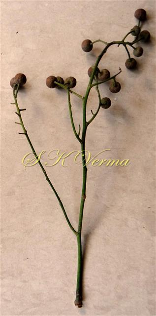  Inflorescence with Fruits